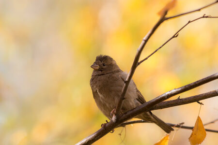 sparrow sitting on a branch of an autumn treeの写真素材