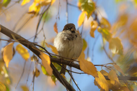 sparrow sitting on a branch of an autumn treeの写真素材