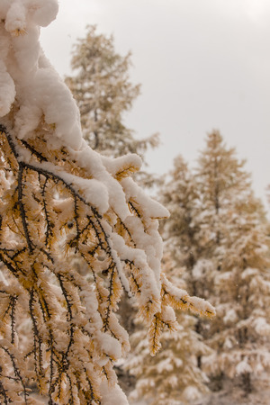 Branches of an autumn yellow larch after snowfallの写真素材