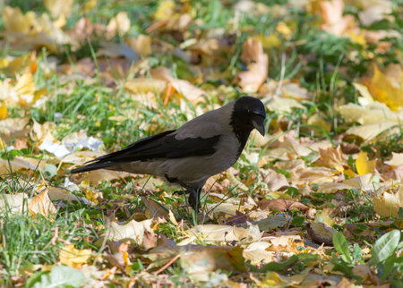 portrait of a crow closeup in autumnの写真素材