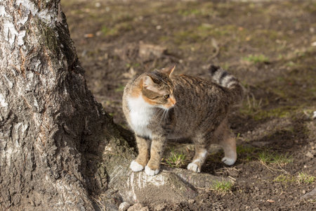cat walks across the lawn in springの写真素材