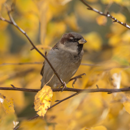 sparrow on a background of autumn leavesの写真素材