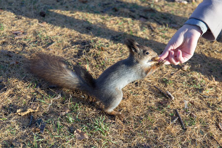 girl in autumn park feeding squirrel nut