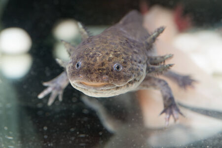 Brown axolotl in the aquarium close upの写真素材
