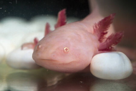 pink axolotl in the aquarium close upの写真素材