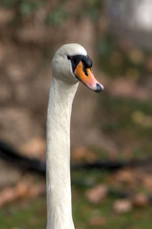 portrait of white swan closeup (Cygnus olor)の写真素材