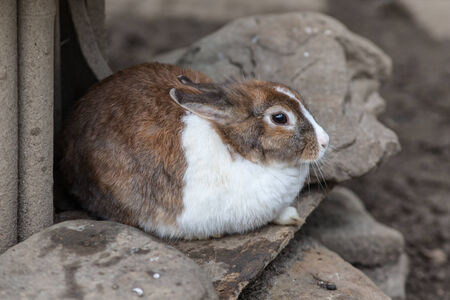 portrait of a pet rabbit close up