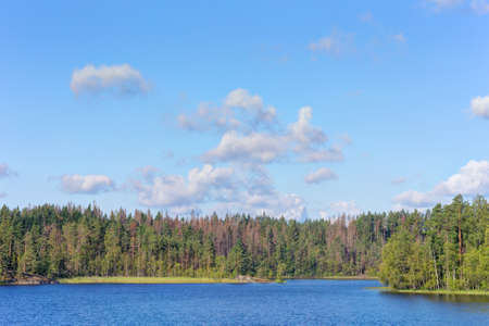 forest lake on a sunny summer dayの写真素材
