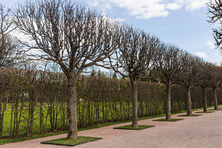 walkway in a spring park with bare trees