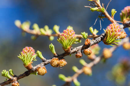 twig blossoming larch in the spring close upの写真素材