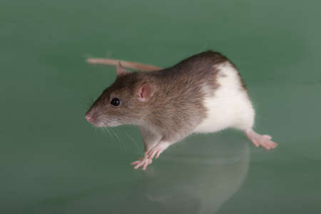 domestic rat on green glass close upの写真素材