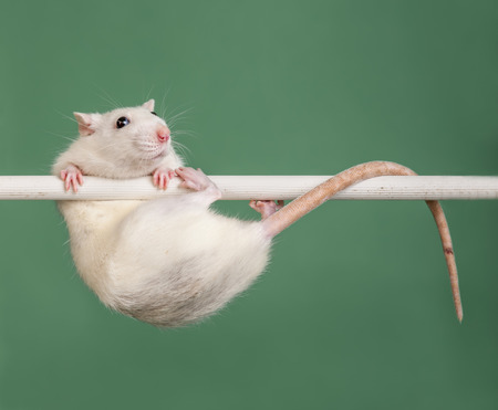 white domestic rat hanging on the barの写真素材