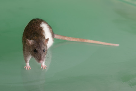 domestic rat on green glass close upの写真素材