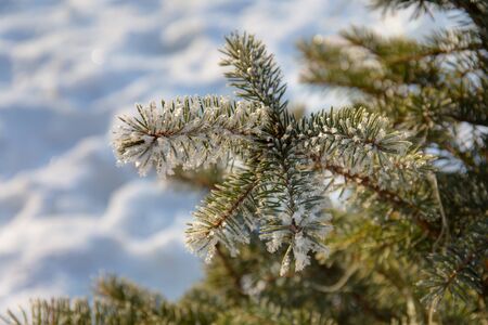 frost on the branches of fir in frosty morning