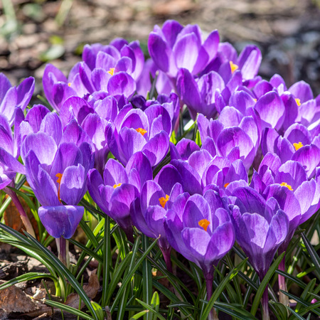 purple crocuses close up in a sunny spring day (Crocus vernus)
