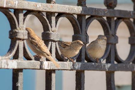 Three curious sparrow sitting on iron fence