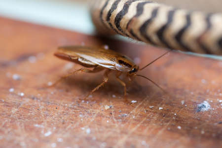 brown cockroach on the table close up