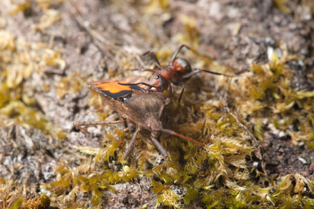 ant drags a large beetle in the anthill