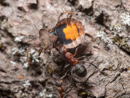 ants drags a large beetle in the anthill
