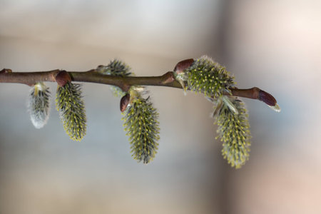 willow branch blooming in spring close up