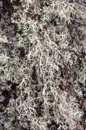 green lichen on tree bark close up