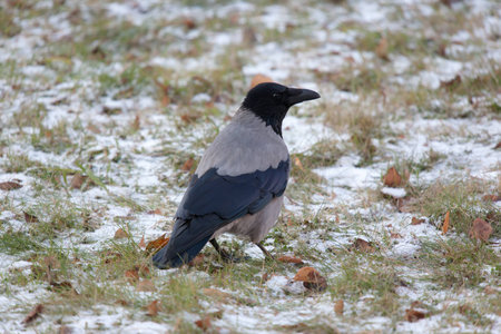 crow on the grass with the first snow
