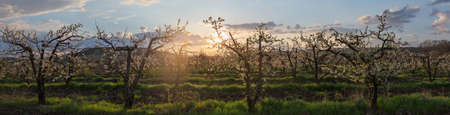 view of the orchard at dawn, panoramaの写真素材