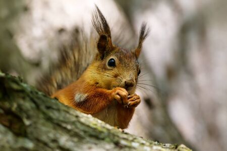 Portrait squirrel on a tree close up