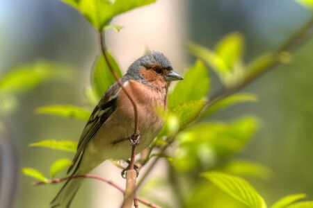chaffinch portrait on green branch in springの写真素材