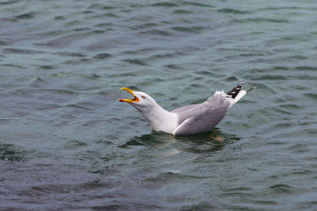 Seagull screaming in sea water close upの写真素材
