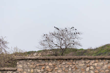 large flock of starlings sitting on a treeの写真素材