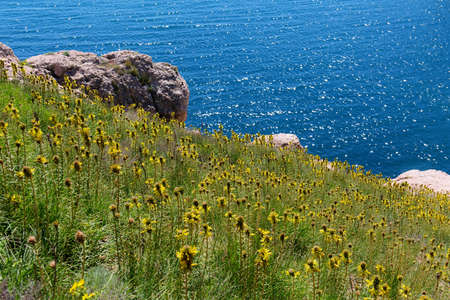 mountainside with yellow flowers in spring (Asphodeline taurica)の写真素材