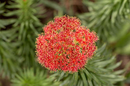 beautiful red flower in spring close up
