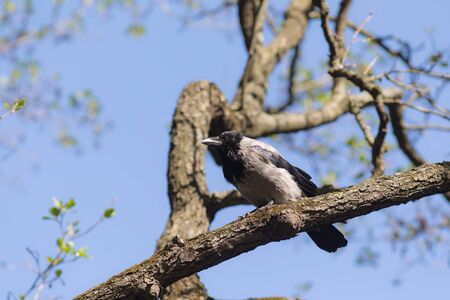 crow sitting on a branch of spring treeの写真素材
