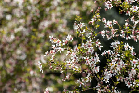 Oriental cherry blossoms in the spring gardenの写真素材