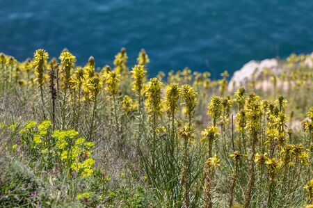 yellow flowers in spring close up (Asphodeline taurica)の写真素材