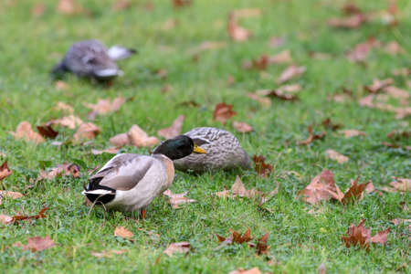 three ducks on the green grass in autumnの写真素材