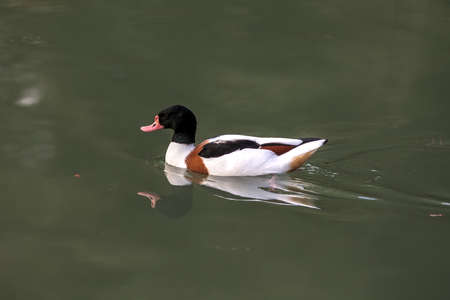 portrait of a duck in the clear green water