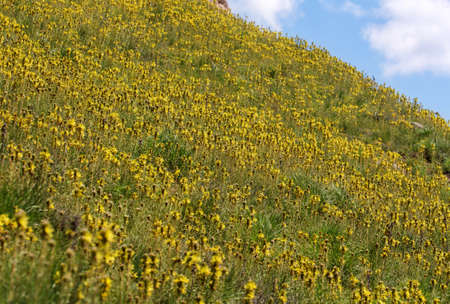 mountainside with yellow flowers in spring (Asphodeline taurica)の写真素材