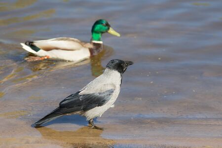 crow and duck in water close up