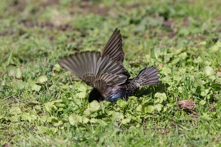 starling on green grass looking for insectsの写真素材