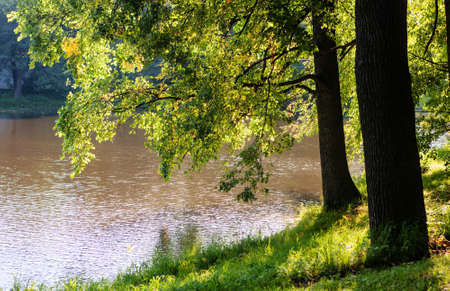 Trees in the park near the water