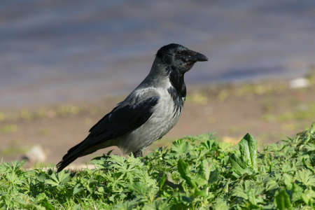 Portrait of a crow on the green grass closeup