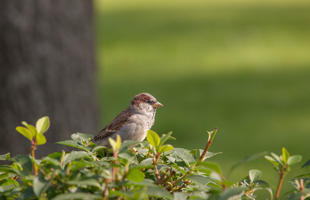 a lone sparrow on the branches of the bushの写真素材