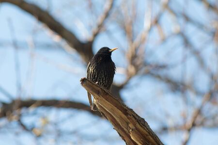 Starling on a tree against the skyの写真素材