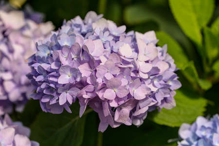 hydrangea blooming in the garden close up