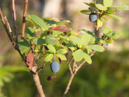 bush of ripe bog whortleberry close upの写真素材