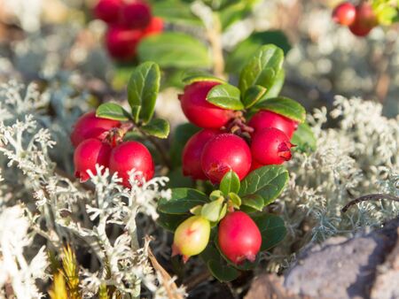 bush of ripe lingonberry closeup in the forestの写真素材