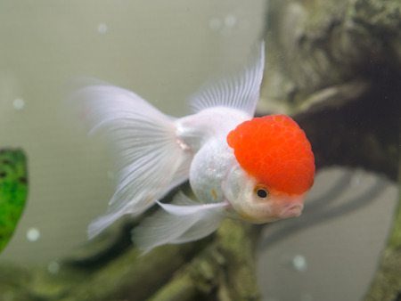 goldfish with a red cap in an aquarium closeupの写真素材