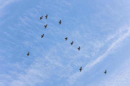 flock of flying pigeons on a sky background